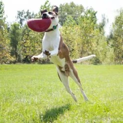 Kong Hondenspeelgoed Flyer Frisbee Rood D 22,5 Cm -Beeztees || ROYAL CANIN || FLEXI Verkoopwinkel 0035585129082 3