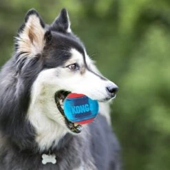 Kong Hondenspeelgoed Squeezz Action Bal Medium Rood/blauw D 6,5 Cm 3 Stuks -Beeztees || ROYAL CANIN || FLEXI Verkoopwinkel 0035585464053 3