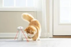 Petsafe Kattenspeelgoed Frolicat Automatische Multi-laser D 10 H 35 Cm -Beeztees || ROYAL CANIN || FLEXI Verkoopwinkel 0729849162259 5