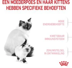 Royal Canin Kattenvoer Mother En Babycat 2 Kg -Beeztees || ROYAL CANIN || FLEXI Verkoopwinkel 3182550707312 3
