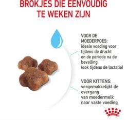 Royal Canin Kattenvoer Mother En Babycat 2 Kg -Beeztees || ROYAL CANIN || FLEXI Verkoopwinkel 3182550707312 5
