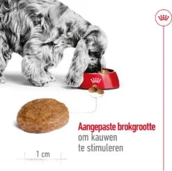 Royal Canin Medium Adult 7+ 4 Kg 9 Royal Canin Medium Adult 7+ 4 Kg -Beeztees || ROYAL CANIN || FLEXI Verkoopwinkel 3182550708203 2