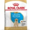 Royal Canin Hondenvoer Labrador Retriever Puppy 12 Kg -Beeztees || ROYAL CANIN || FLEXI Verkoopwinkel 3182550725514 1
