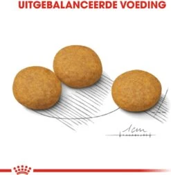 Royal Canin Hondenvoer Dermacomfort Medium 3 Kg -Beeztees || ROYAL CANIN || FLEXI Verkoopwinkel 3182550773829 3