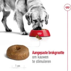 Royal Canin Hondenvoer Maxi Ageing 8+ 3 Kg -Beeztees || ROYAL CANIN || FLEXI Verkoopwinkel 3182550803106 4