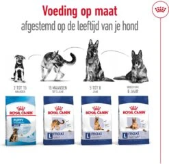 Royal Canin Hondenvoer Maxi Ageing 8+ 3 Kg -Beeztees || ROYAL CANIN || FLEXI Verkoopwinkel 3182550803106 5