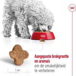 Royal Canin Hondenvoer Mini Adult 8+ 4 Kg -Beeztees || ROYAL CANIN || FLEXI Verkoopwinkel 3182550831390 4