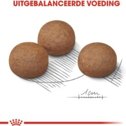 Royal Canin Hondenvoer Digestive Care Maxi 3 Kg -Beeztees || ROYAL CANIN || FLEXI Verkoopwinkel 3182550852494 3