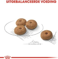 Royal Canin Hondenvoer Sterilised Mini 3 Kg -Beeztees || ROYAL CANIN || FLEXI Verkoopwinkel 3182550894128 3