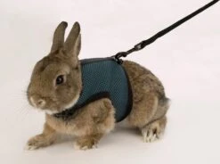 Ferplast Konijnentuigje Jogging Blauw -Beeztees || ROYAL CANIN || FLEXI Verkoopwinkel 8010690079073 4