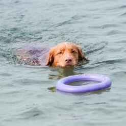 Ferplast Hondenspeelgoed Puller Standaard Paars D 27 H 8,5 Cm 2 Stuks -Beeztees || ROYAL CANIN || FLEXI Verkoopwinkel 8010690183039 7