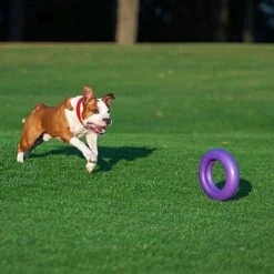 Ferplast Hondenspeelgoed Puller Maxi Paars D 29 H 7,5 Cm -Beeztees || ROYAL CANIN || FLEXI Verkoopwinkel 8010690183046 4