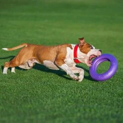 Ferplast Hondenspeelgoed Puller Maxi Paars D 29 H 7,5 Cm -Beeztees || ROYAL CANIN || FLEXI Verkoopwinkel 8010690183046 5