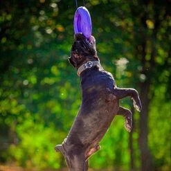 Ferplast Hondenspeelgoed Puller Maxi Paars D 29 H 7,5 Cm -Beeztees || ROYAL CANIN || FLEXI Verkoopwinkel 8010690183046 6