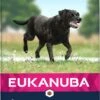Eukanuba Hondenvoer Mature Senior (extra) Groot Kip 12 Kg 2 Eukanuba Hondenvoer Mature Senior (extra) Groot Kip 12 Kg -Beeztees || ROYAL CANIN || FLEXI Verkoopwinkel 8710255120911 1