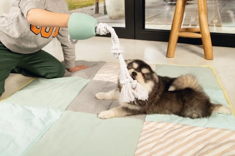 Beeztees Hondenspeelgoed Touw Pullina Puppy Groen 50 X 10 X 10 Cm 4 Beeztees Hondenspeelgoed Touw Pullina Puppy Groen 50 X 10 X 10 Cm - Afbeelding 2