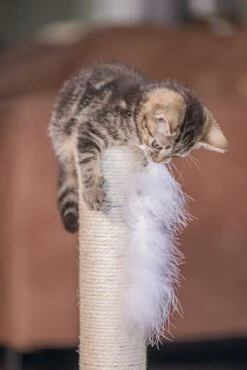 Beeztees Krabpaal Atila Grijs 35 X 35 X 53 Cm -Beeztees || ROYAL CANIN || FLEXI Verkoopwinkel 8712695193647 6