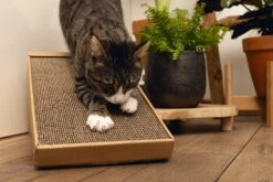 Beeztees Krabplank Minus One Bruin 49 X 25 X 24,5 Cm -Beeztees || ROYAL CANIN || FLEXI Verkoopwinkel 8712695197218 6