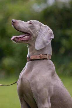 Beeztees Hondenhalsband Balacron Ax Bruin 52-62 X 3 Cm -Beeztees || ROYAL CANIN || FLEXI Verkoopwinkel 8712695198499 9