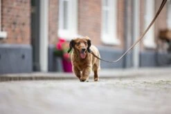 Beeztees Hondenriem Balacron Bruin 100 X 1,5 Cm -Beeztees || ROYAL CANIN || FLEXI Verkoopwinkel 8712695198505 4