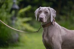 Beeztees Hondenriem Balacron Bruin 100 X 2 Cm -Beeztees || ROYAL CANIN || FLEXI Verkoopwinkel 8712695198512 4