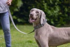 Beeztees Hondenhalsband Balacron Ax Grijs 38-48 X 2,5 Cm -Beeztees || ROYAL CANIN || FLEXI Verkoopwinkel 8712695198703 6