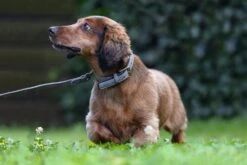 Beeztees Hondenriem Balacron Grijs 100 X 1,5 Cm -Beeztees || ROYAL CANIN || FLEXI Verkoopwinkel 8712695198741 4