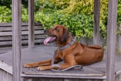 Beeztees Hondenriem Balacron Grijs 100 X 2,5 Cm -Beeztees || ROYAL CANIN || FLEXI Verkoopwinkel 8712695198765 4