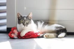 Beeztees Kattenspeelgoed Bewegende Kreeft Rood 25 X 5 X 8 Cm -Beeztees || ROYAL CANIN || FLEXI Verkoopwinkel 8712695200239 12