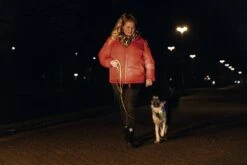 Beeztees Hondenriem Parinca Premium Geel 150 X 2,5 Cm -Beeztees || ROYAL CANIN || FLEXI Verkoopwinkel 8712695200499 13