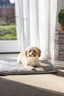 Designed By Lotte Benchkussen Gisel Grijs 62 X 44 X 4 Cm 17 Designed By Lotte Benchkussen Gisel Grijs 62 X 44 X 4 Cm -Beeztees || ROYAL CANIN || FLEXI Verkoopwinkel 8712695202530 8