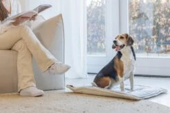 Designed By Lotte Benchkussen Gisel Grijs 89 X 60 X 6 Cm -Beeztees || ROYAL CANIN || FLEXI Verkoopwinkel 8712695202554 6