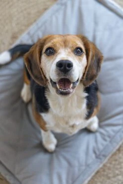 Designed By Lotte Benchkussen Gisel Grijs 89 X 60 X 6 Cm -Beeztees || ROYAL CANIN || FLEXI Verkoopwinkel 8712695202554 9