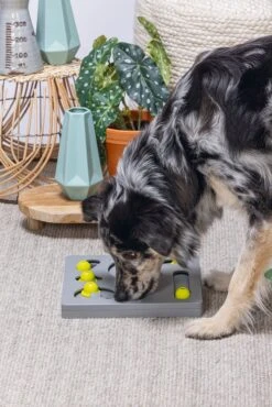 Beeztees Hondenspeelgoed Brain Game Looki Grijs 28 X 28 X 4,5 Cm -Beeztees || ROYAL CANIN || FLEXI Verkoopwinkel 8712695202769 5