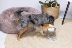 Beeztees Hondenspeelgoed Brain Game Delicious Grijs 28 X 28 X 4,5 Cm -Beeztees || ROYAL CANIN || FLEXI Verkoopwinkel 8712695202783 10