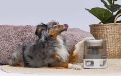 Beeztees Hondenspeelgoed Brain Game Delicious Grijs 28 X 28 X 4,5 Cm -Beeztees || ROYAL CANIN || FLEXI Verkoopwinkel 8712695202783 11