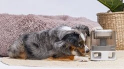 Beeztees Hondenspeelgoed Brain Game Delicious Grijs 28 X 28 X 4,5 Cm -Beeztees || ROYAL CANIN || FLEXI Verkoopwinkel 8712695202783 9