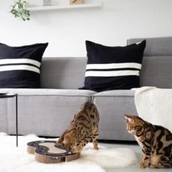 District 70 Krabkarton Snake Wit 54 X 28 X 6 Cm -Beeztees || ROYAL CANIN || FLEXI Verkoopwinkel 8717202613809 3 1 1