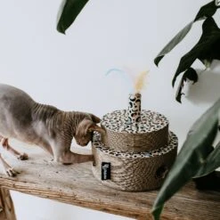 District 70 Krabkarton Fiesta Stippen D 25 H 25 Cm -Beeztees || ROYAL CANIN || FLEXI Verkoopwinkel 8717202615278 4