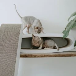 District 70 Krabkarton Office Wit 84 X 24 X 24 Cm -Beeztees || ROYAL CANIN || FLEXI Verkoopwinkel 8717202615285 8