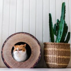 District 70 Krabkarton Boomstam Bruin D 40 H 30 Cm -Beeztees || ROYAL CANIN || FLEXI Verkoopwinkel 8717202615315 3