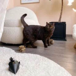 District 70 Kattenspeelgoed Gift Set Bruin 3 Stuks -Beeztees || ROYAL CANIN || FLEXI Verkoopwinkel 8717202615452 7