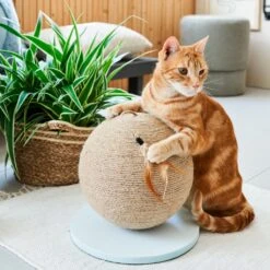 Intratuin Krabbol Bruin/wit D 25 H 30 Cm -Beeztees || ROYAL CANIN || FLEXI Verkoopwinkel 8720196121168 2