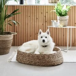 Intratuin Honden- En Kattenmand Eka 65 X 48 X 65 Cm -Beeztees || ROYAL CANIN || FLEXI Verkoopwinkel 8720196326501 2