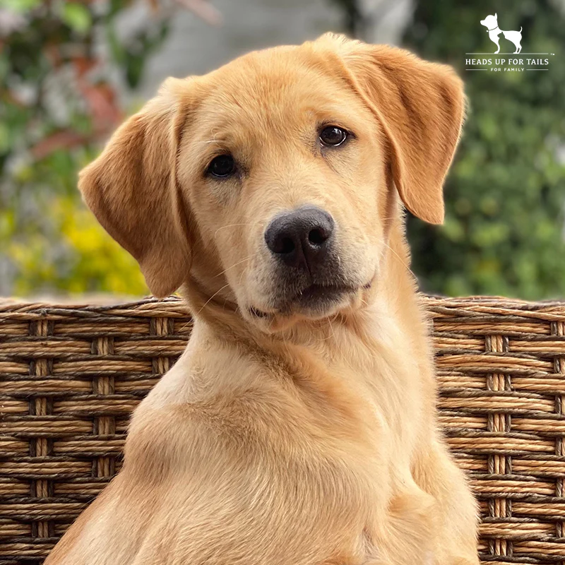 Beeztees || ROYAL CANIN || FLEXI Verkoopwinkel -Beeztees || ROYAL CANIN || FLEXI Verkoopwinkel Golden Retriever